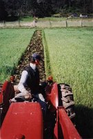 Plowing in Cover Crop