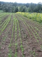 Timing your winter carrots